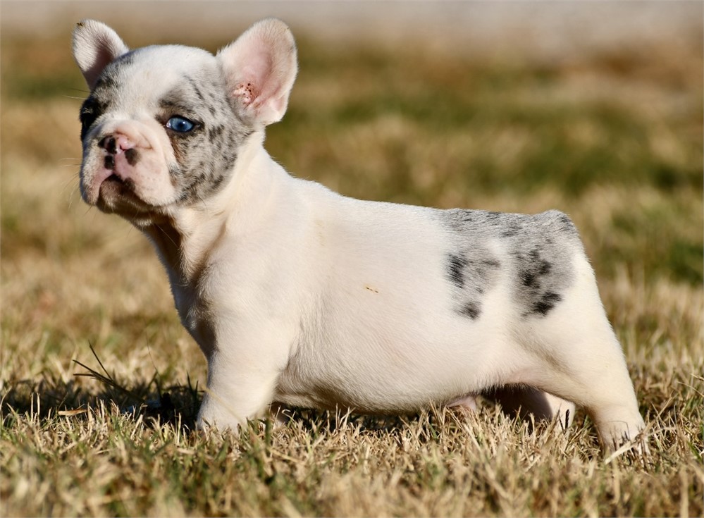 Alvise ~ Adorable AKC Male Merle Piebald French Bulldog