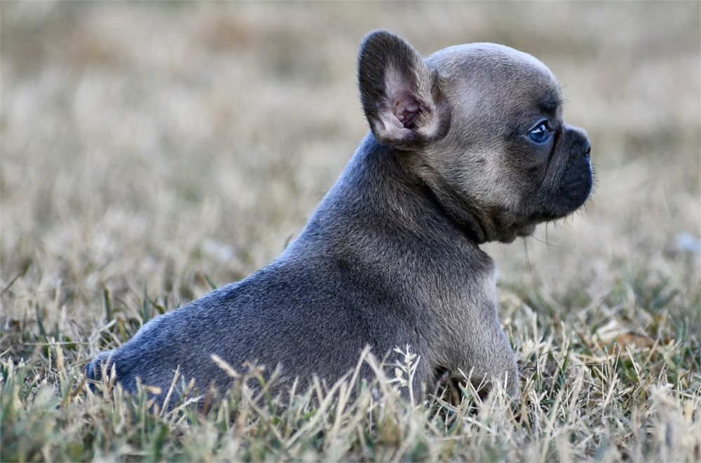 Asim ~ Adorable AKC Male Blue Fawn Sable French Bulldog