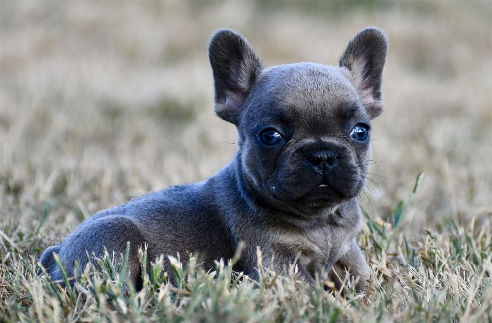 Asim ~ Adorable AKC Male Blue Fawn Sable French Bulldog