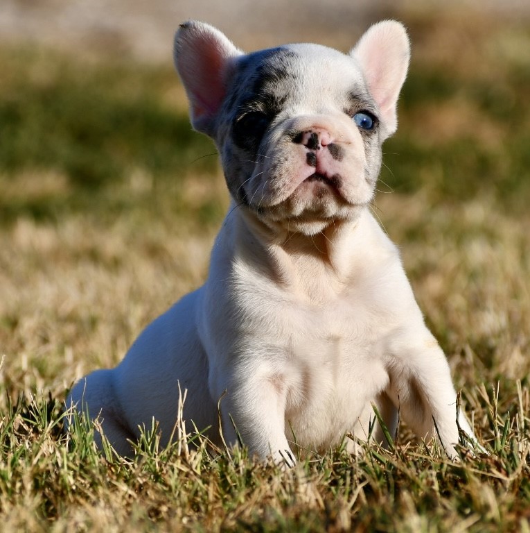 Alvise ~ Adorable AKC Male Merle Piebald French Bulldog