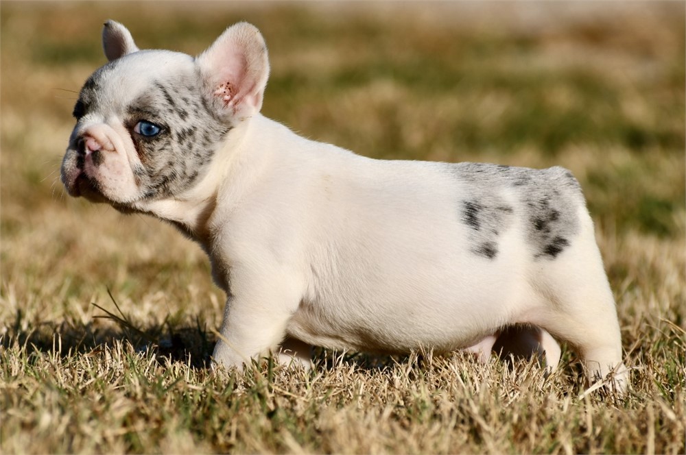 Alvise ~ Adorable AKC Male Merle Piebald French Bulldog