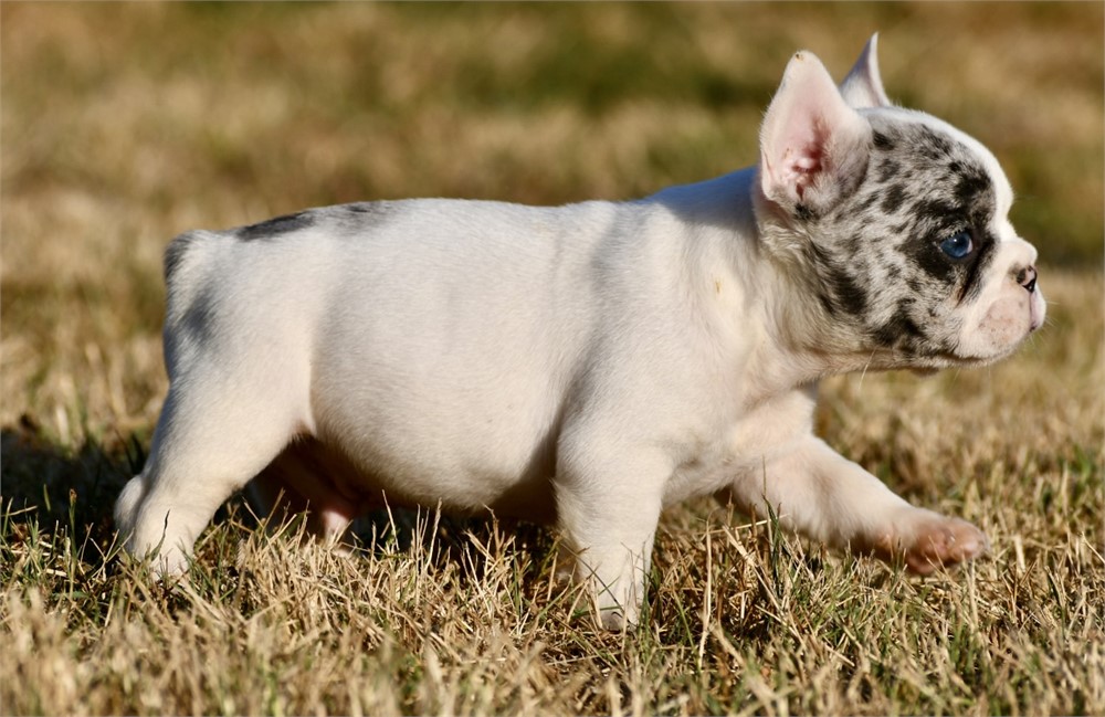 Alvise ~ Adorable AKC Male Merle Piebald French Bulldog