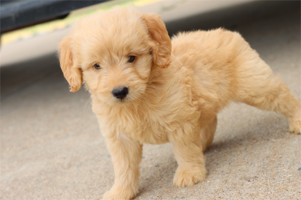 USDA CLEAN* F1 Medium Size Goldendoodle