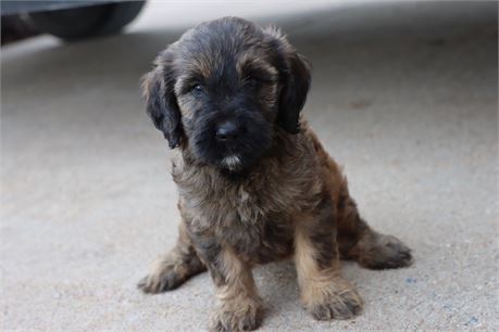 USDA CLEAN* F1 Medium Size Goldendoodle