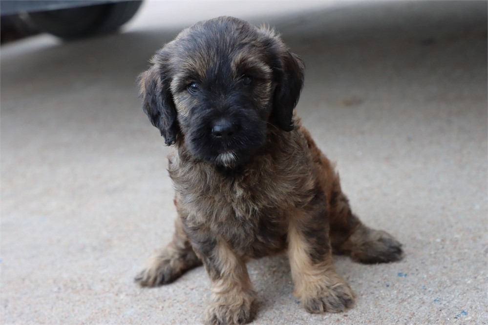 USDA CLEAN* F1 Medium Size Goldendoodle