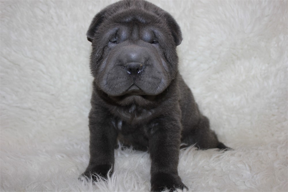 Lambo, beautiful mini gal