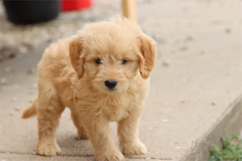USDA CLEAN* F1 Medium Size Goldendoodle