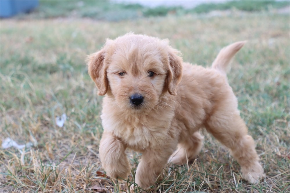 USDA CLEAN* F1 Medium Size Goldendoodle