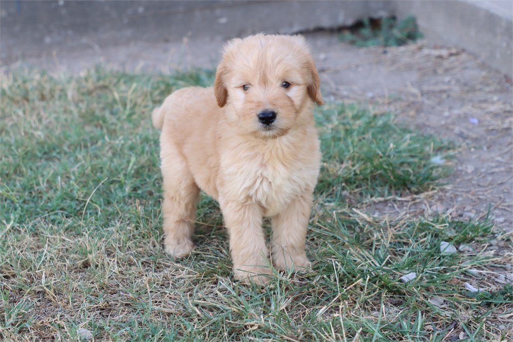 USDA CLEAN* F1 Medium Size Goldendoodle