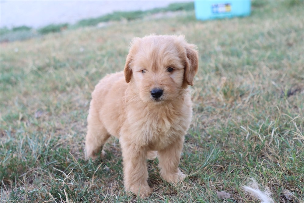 USDA CLEAN* F1 Medium Size Goldendoodle
