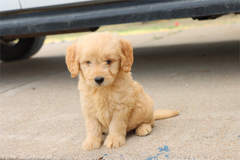 USDA CLEAN* F1 Medium Size Goldendoodle