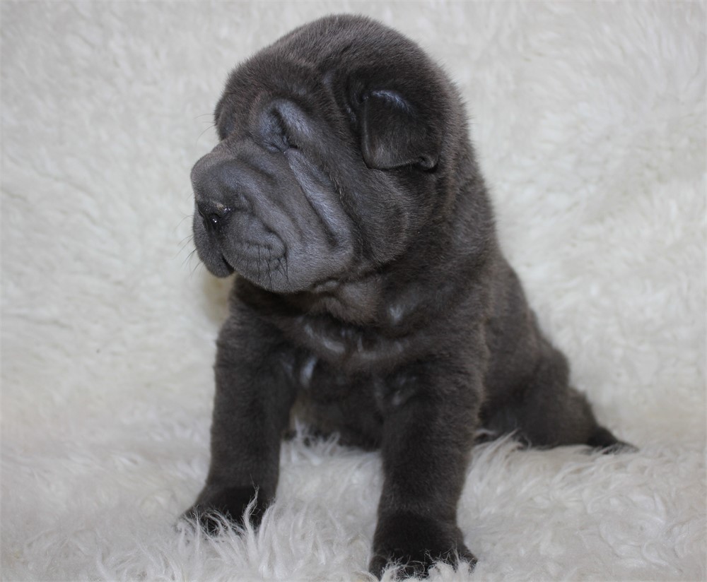Lambo, beautiful mini gal