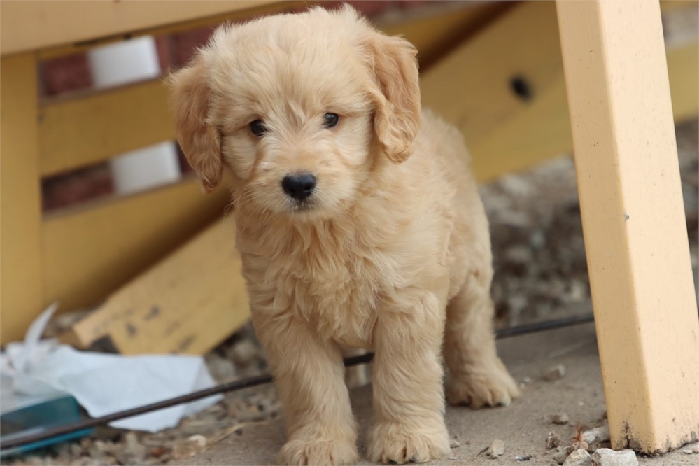 USDA CLEAN* F1 Medium Size Goldendoodle