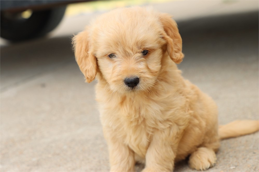 USDA CLEAN* F1 Medium Size Goldendoodle