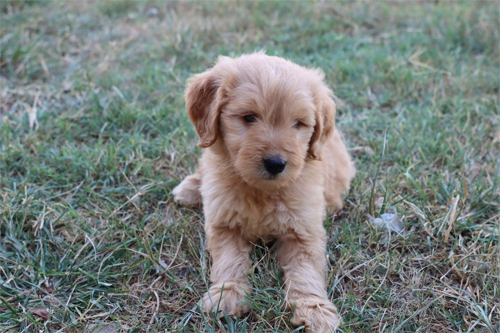 USDA CLEAN* F1 Medium Size Goldendoodle