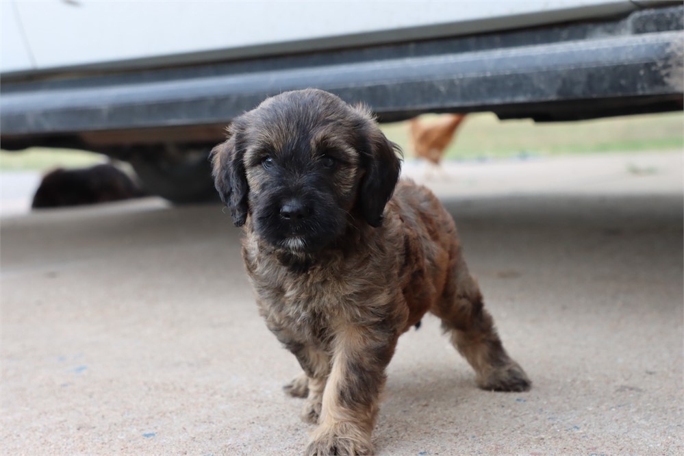 USDA CLEAN* F1 Medium Size Goldendoodle