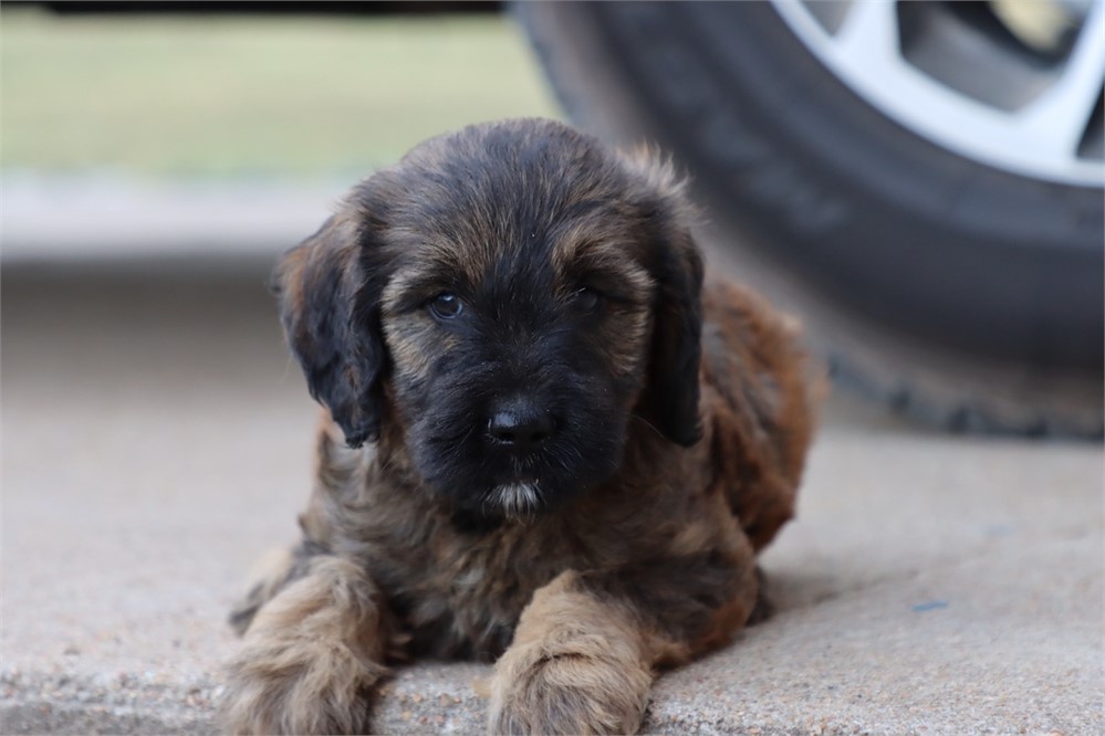 USDA CLEAN* F1 Medium Size Goldendoodle
