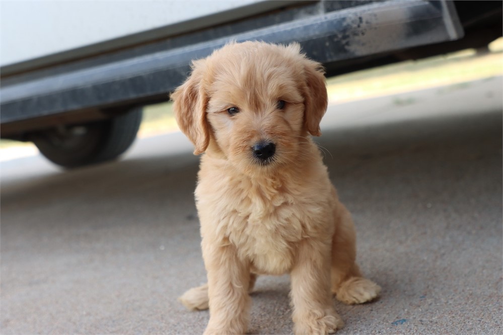 USDA CLEAN* F1 Medium Size Goldendoodle