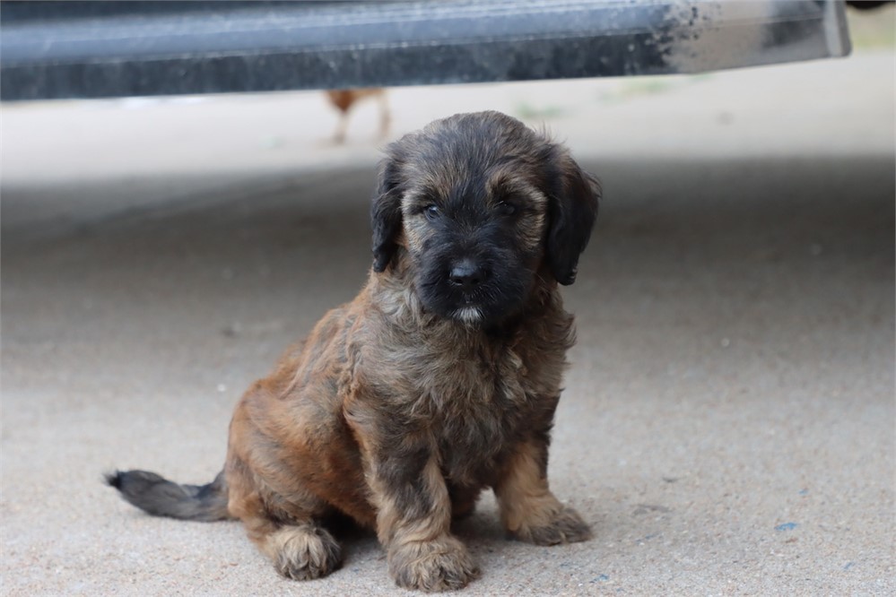 USDA CLEAN* F1 Medium Size Goldendoodle