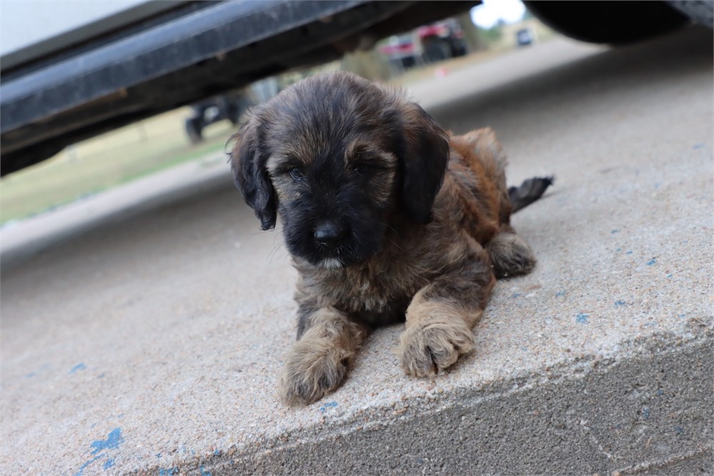 USDA CLEAN* F1 Medium Size Goldendoodle