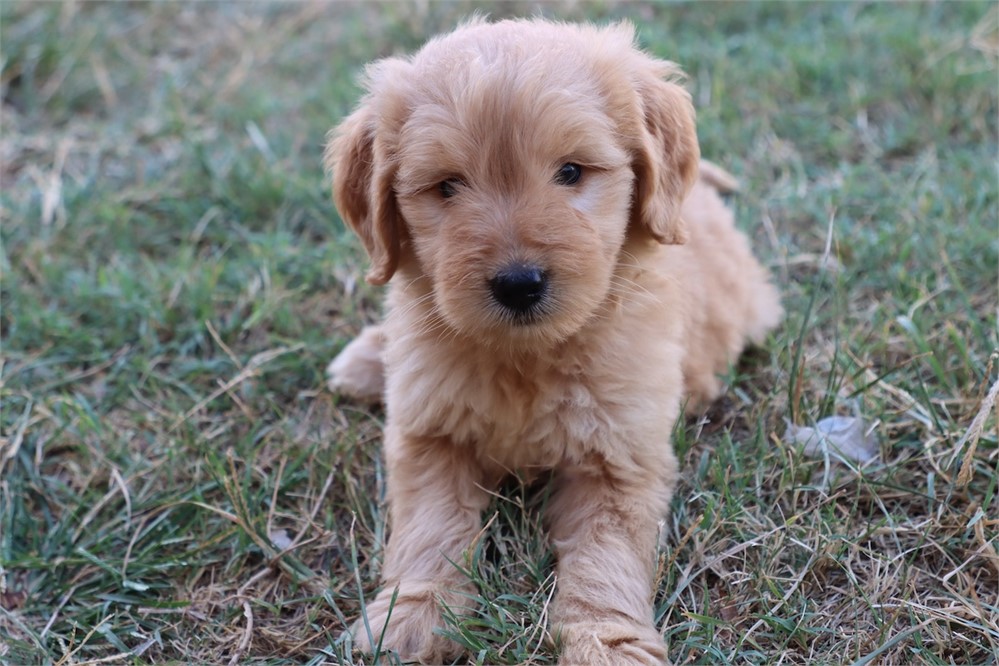 USDA CLEAN* F1 Medium Size Goldendoodle
