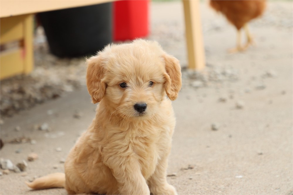 USDA CLEAN* F1 Medium Size Goldendoodle