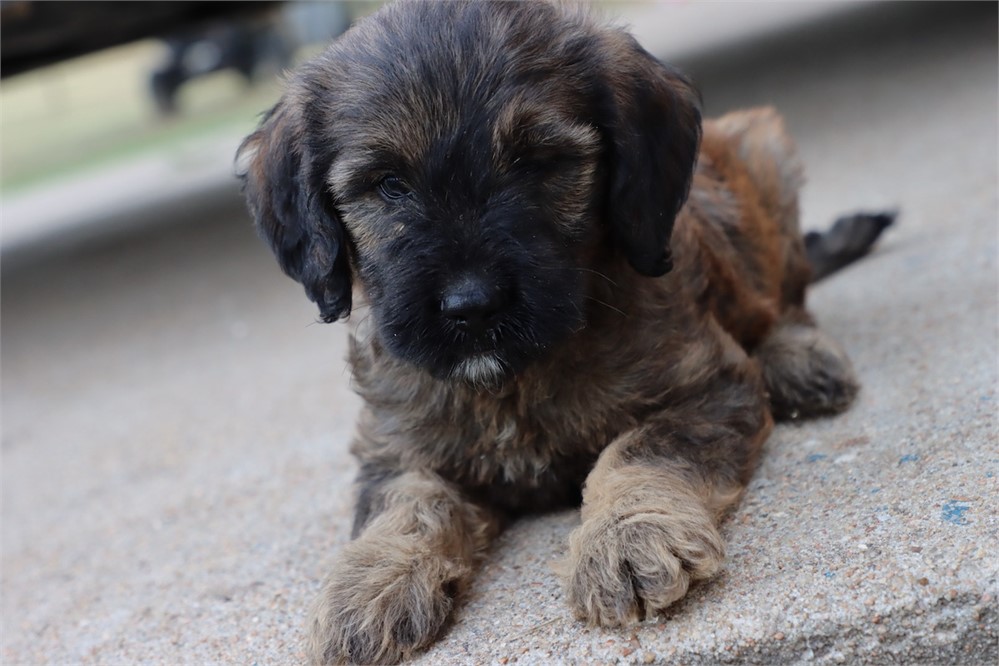 USDA CLEAN* F1 Medium Size Goldendoodle