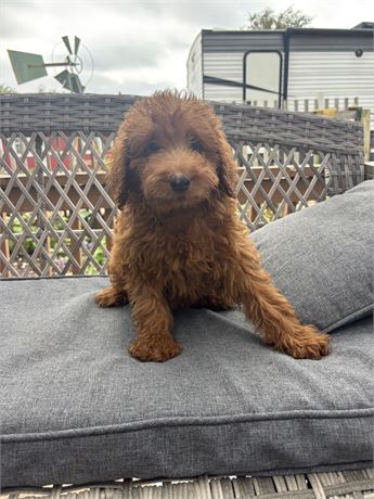 Goldendoodle clean usda