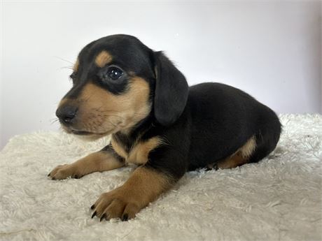Dachshund mini 2763