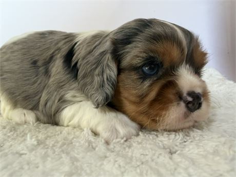 Cavalier 2764
