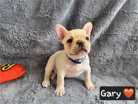 AKC Frenchie