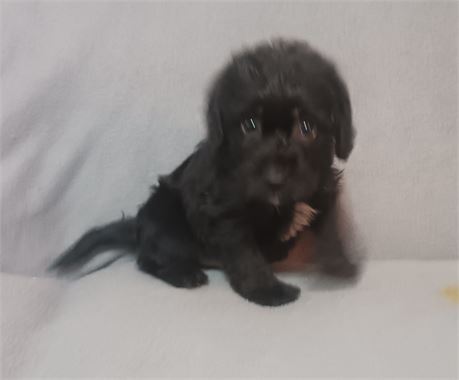 Toy poodle x beagle male