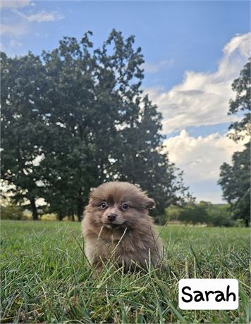 USDA Pomeranians