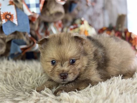 Pomeranian Male - Fiji