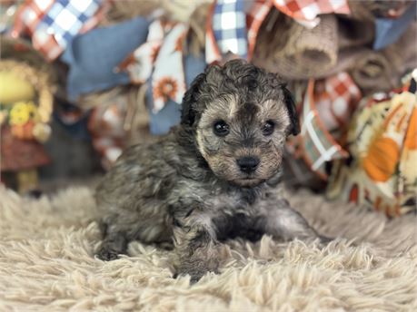Mini Aussiepoo - Steffi