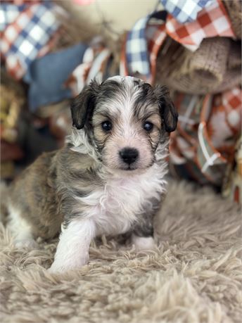 Mini Aussiepoo - Skippy