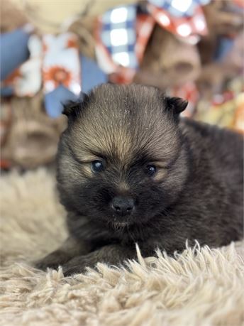 Pomeranian Male - Fudge