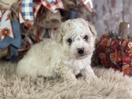 Mini Aussiepoo - Charlie