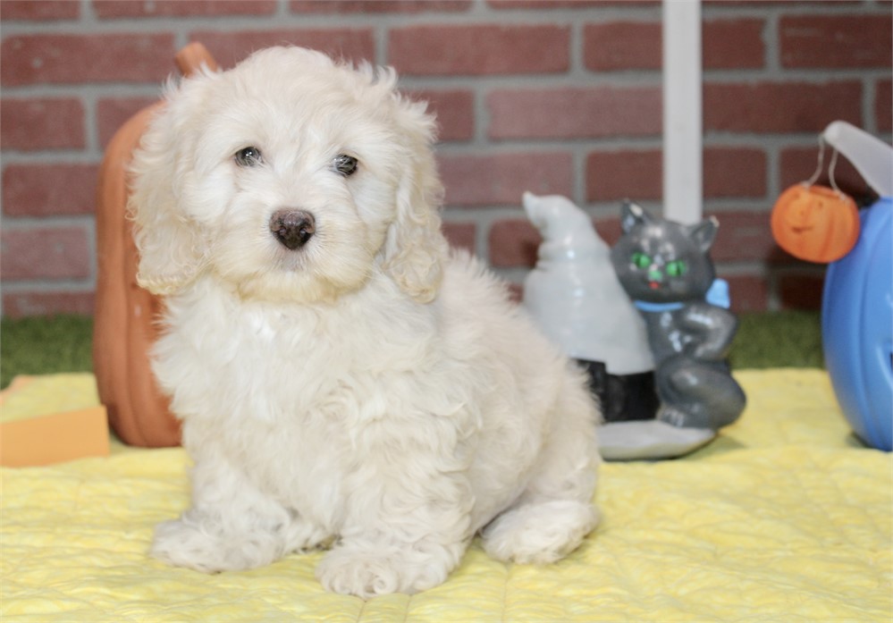 CREAM COCKAPOO MALE 201