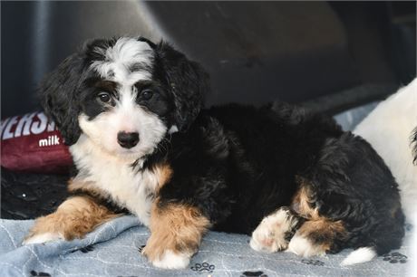 Miniature Bernedoodle