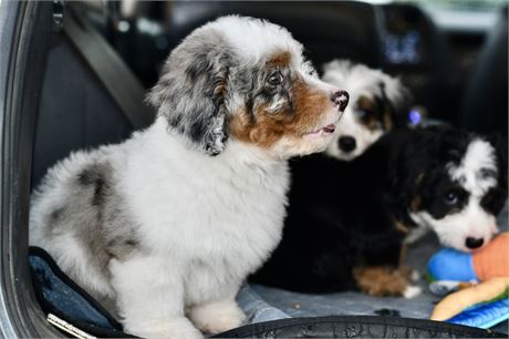 Miniature Bernedoodle