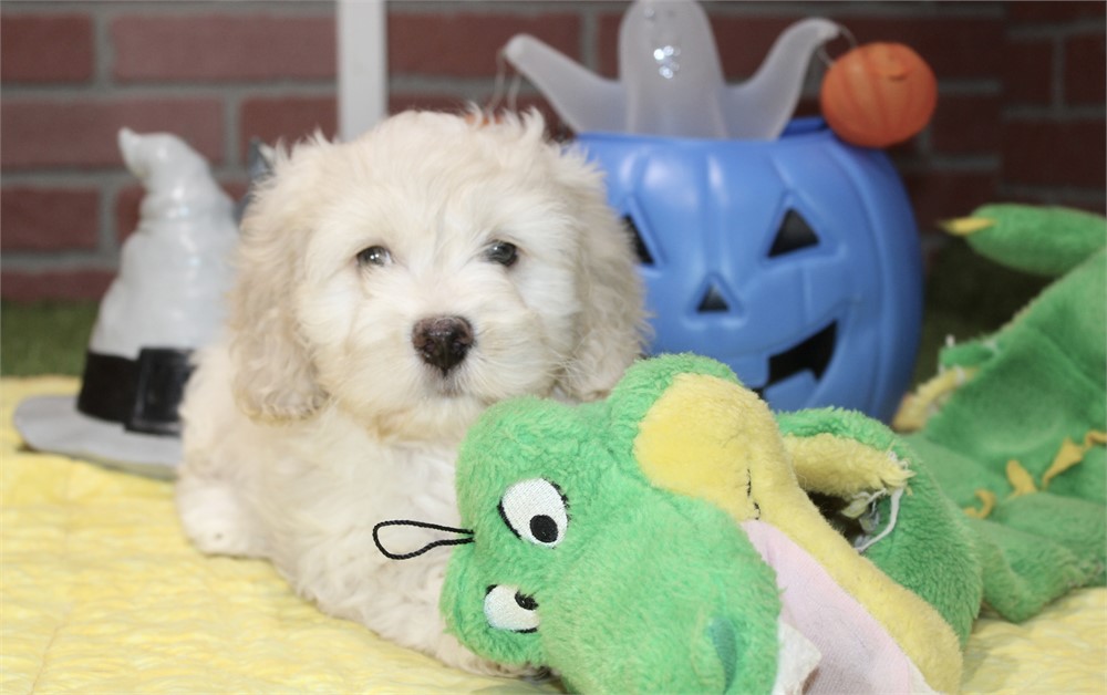 CREAM COCKAPOO MALE 201