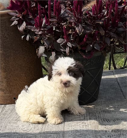 Havanese- Izza’s # 1 (M)