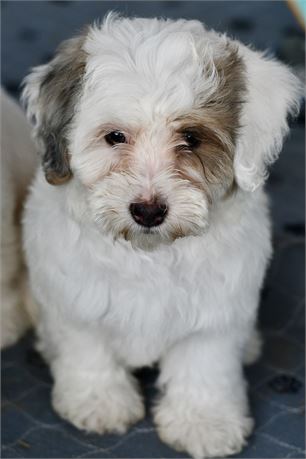 Miniature Bernedoodle