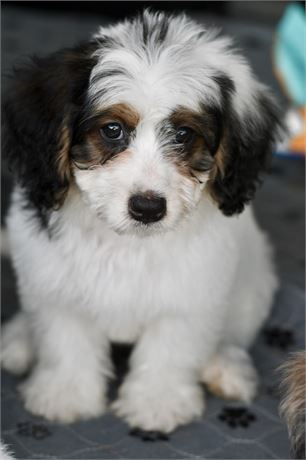 Miniature Bernedoodle