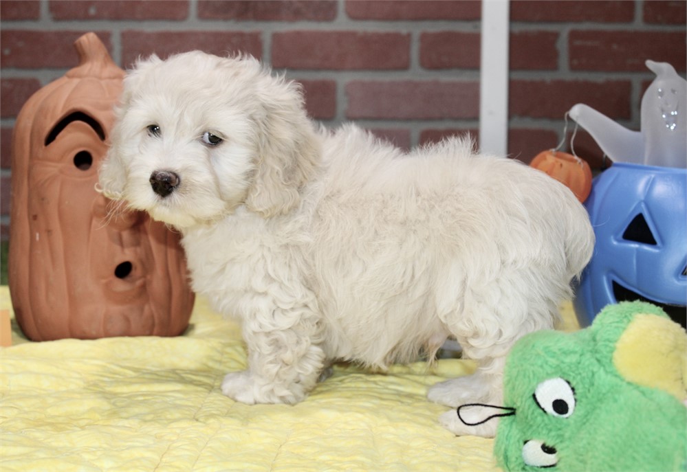CREAM COCKAPOO MALE 201