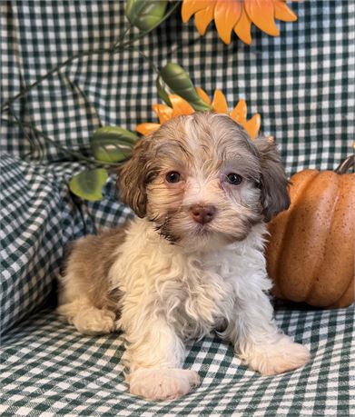 Havanese - Lindsay’s # 1 (M)