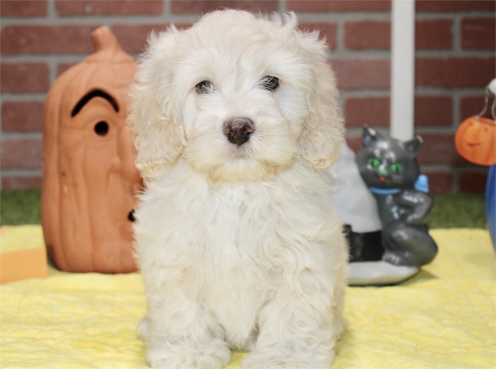 CREAM COCKAPOO MALE 201