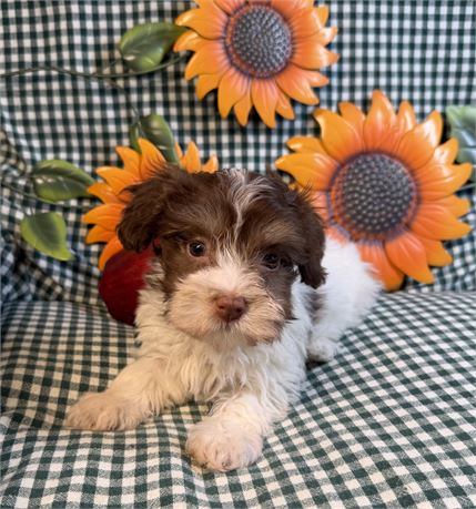 Havanese - Lindsay’s # 5 (F)