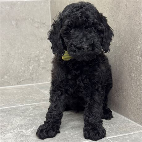 Poodle 26377-01